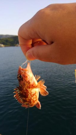 タチウオは失敗