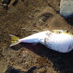 青物狙いで、合間にヒラメでもと思い夕方から参戦しました。