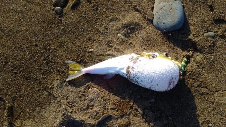 青物狙いで、合間にヒラメでもと思い夕方から参戦しました。