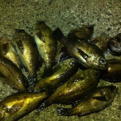 初投稿　メバリング