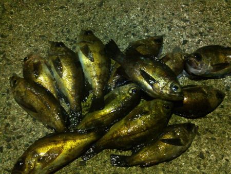 初投稿　メバリング