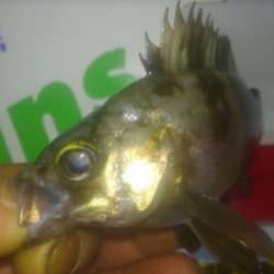 チビメバリング