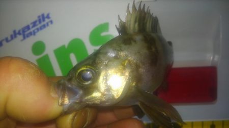 チビメバリング