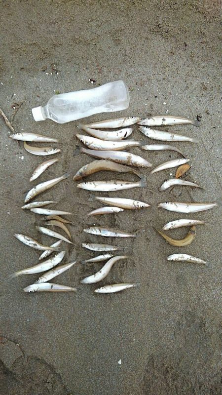 投げ釣りシロギス