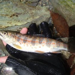 ぶどう虫でアマゴ