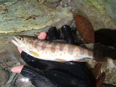 ぶどう虫でアマゴ