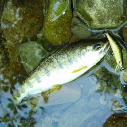 渓流ミノーイング