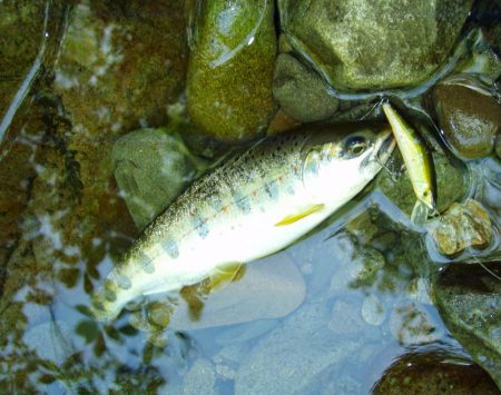 渓流ミノーイング