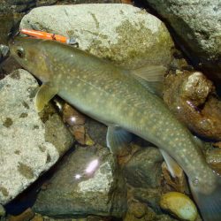 渓流ミノーイング