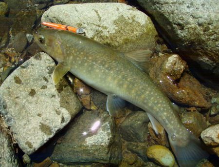 渓流ミノーイング