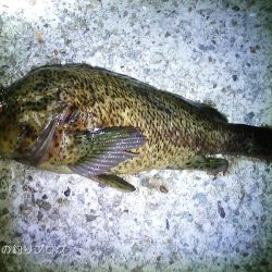 短時間穴釣りで8匹