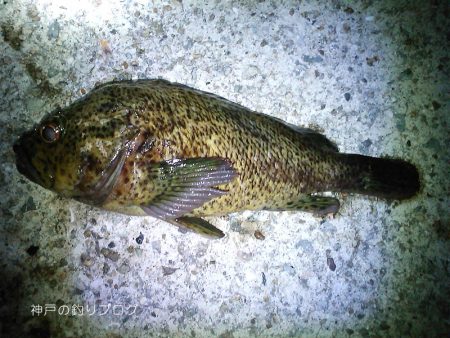 短時間穴釣りで8匹