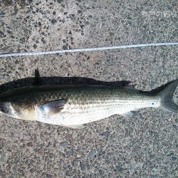 カン付き円錐でウキフカセ