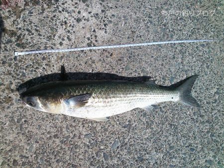 カン付き円錐でウキフカセ