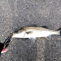 シーバスいい感じ