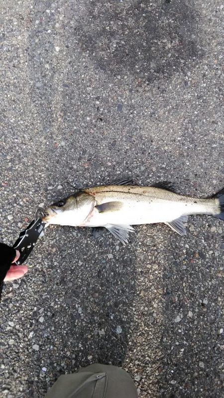 シーバスいい感じ