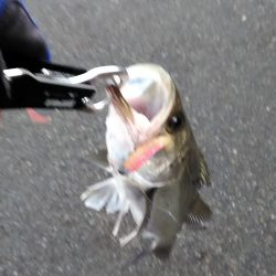 シーバスいました。