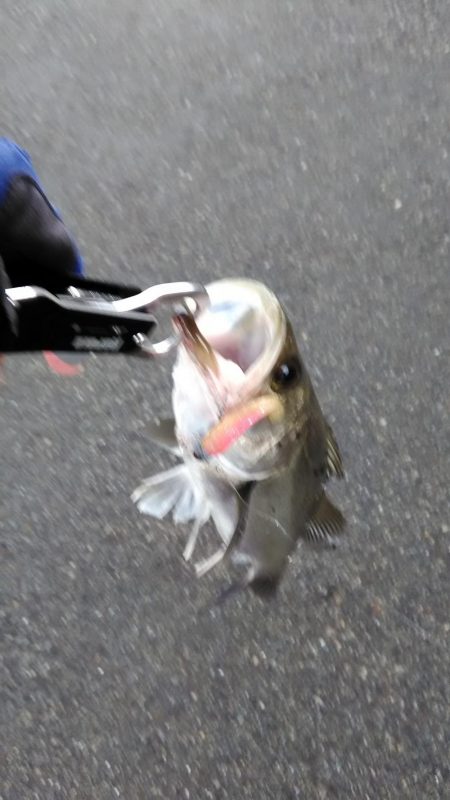 シーバスいました。