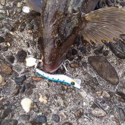 メタルマルでアイナメ