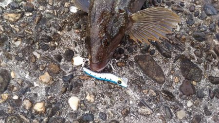 メタルマルでアイナメ