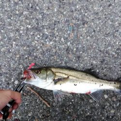 シーバスとキビレ