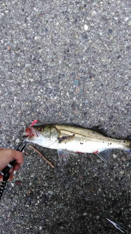 シーバスとキビレ