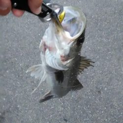 近所朝練でシーバス