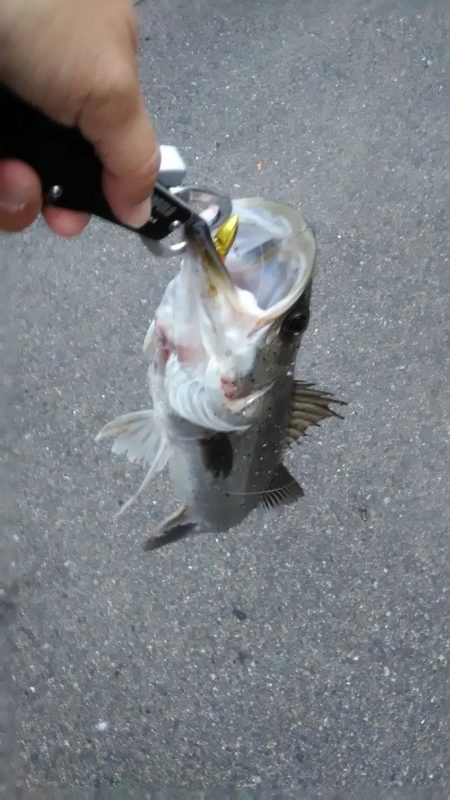 近所朝練でシーバス