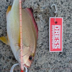 激シブです。オキフエダイ