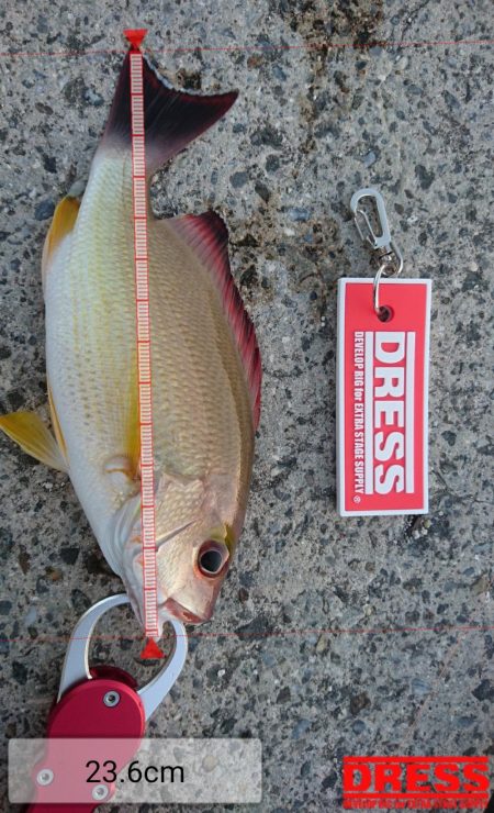 激シブです。オキフエダイ