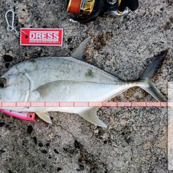 ロウニンアジはピンクカラーがお好き