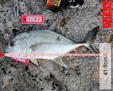 ロウニンアジはピンクカラーがお好き