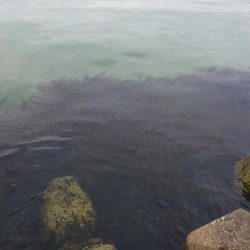 ベイトわらわら