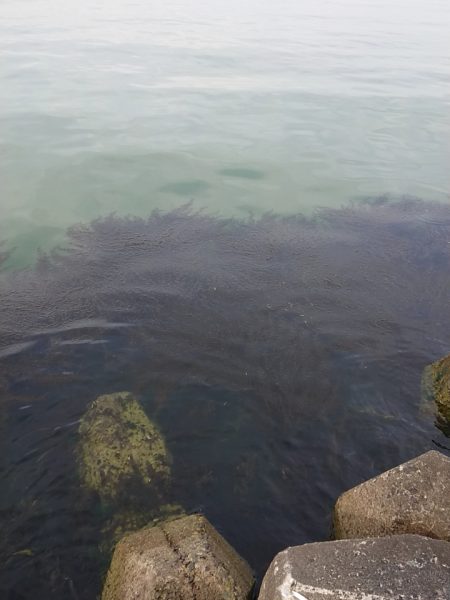 ベイトわらわら