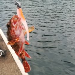 まずまずサイズのアコウ