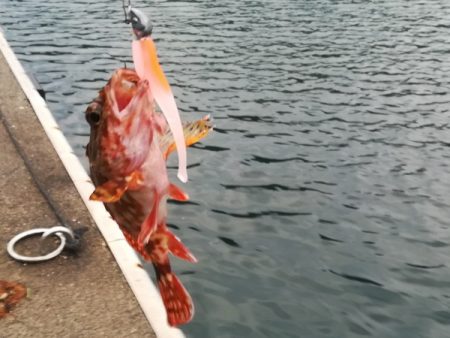 まずまずサイズのアコウ