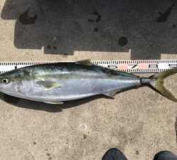 さぶろう丸 釣果