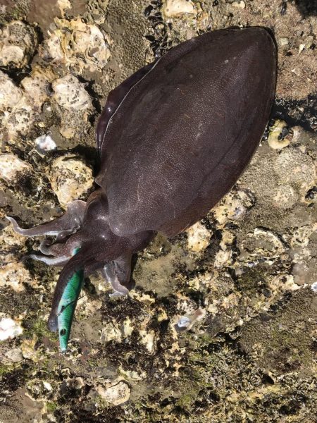 キロアップinエギングサミットin田辺