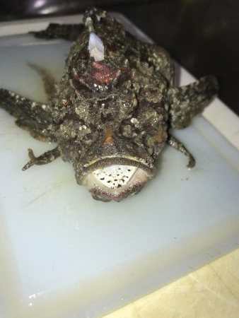 デカヒラメを求めて