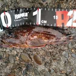 犬走堤防　ロックフィッシュゲーム