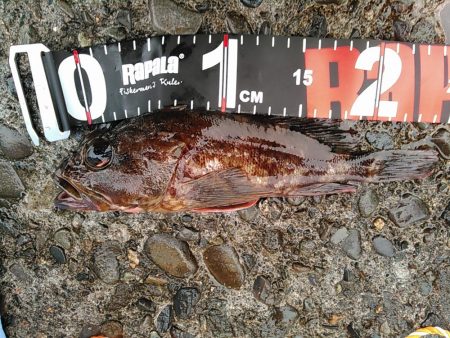 犬走堤防　ロックフィッシュゲーム