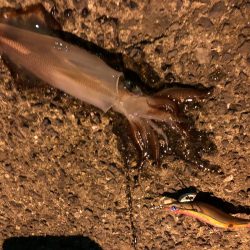 春イカエギング