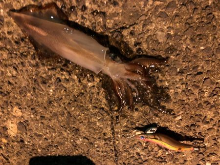 春イカエギング