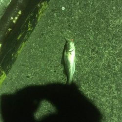 津田港でメバリング