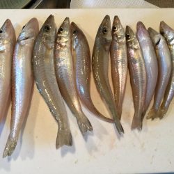 何とか二桁釣れました。