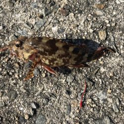 まさかのアイナメ⁈