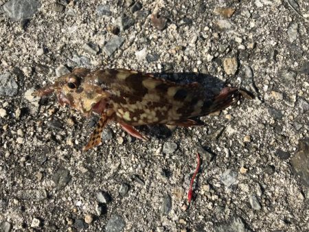 まさかのアイナメ⁈