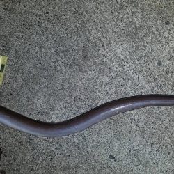 カサゴ尺前後が釣れています。