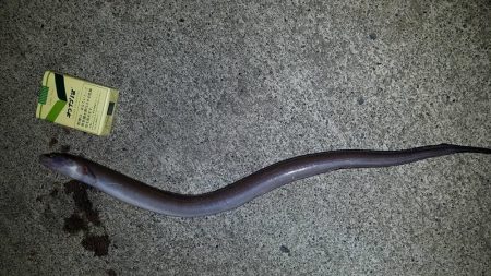 カサゴ尺前後が釣れています。