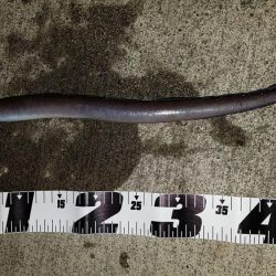 ライトゲームでキビレ、餌釣りではカサゴなど